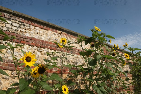 France, Haute Normandie, seine maritime, pays de caux maritime, chateau de bois himont arcaux, etablissement d'aide par le travail, maraichage et boutique de produits locaux,