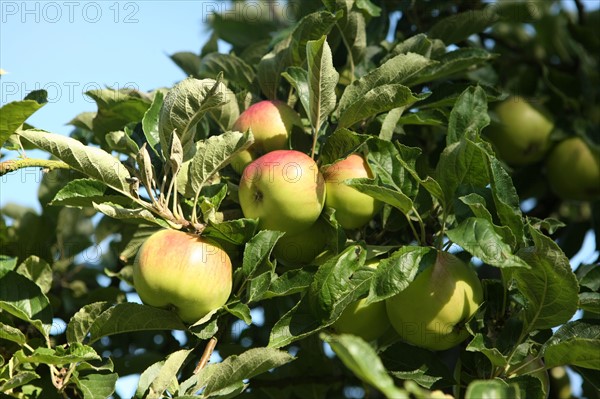 France, Haute Normandie, seine maritime, pays de caux maritime, chateau de bois himont arcaux, etablissement d'aide par le travail, maraichage et boutique de produits locaux, pommes,