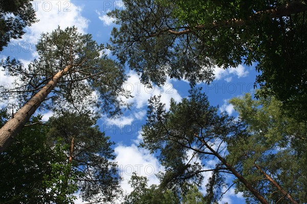 France, Haute Normandie, seine maritime, foret de brotonne, emmanuel chanclou, garde forestier, onf,