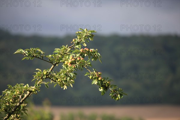 France, Haute Normandie, seine maritime, pays de bray, osmoy saint valery, agnes van hille, agricultrice et productrice de fruits rouges, pommier,