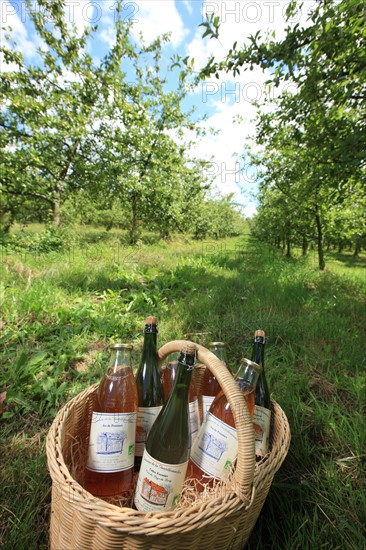 France, Haute Normandie, seine maritime, pays de bray, osmoy saint valery, felix platel, producteur de cidre, pommier, gastronomie, ferme de la gentilhommiere, produits cidricoles,