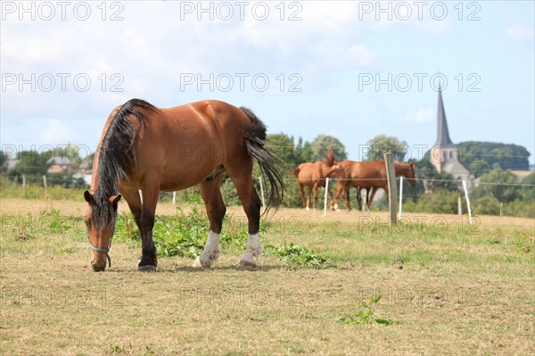 France, Haute Normandie, seine maritime, pays de bray, bures en bray, le bas bray, maison d'hotes, ferme, chevaux,