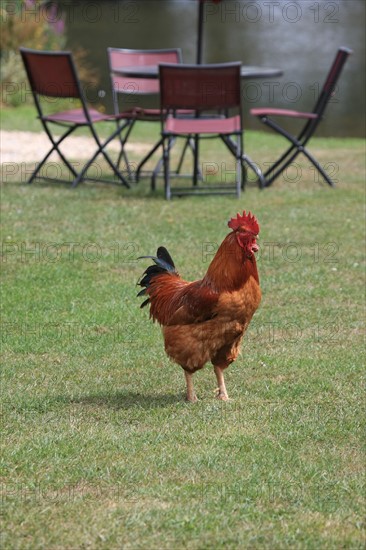 France, Haute Normandie, seine maritime, pays de bray, bures en bray, le bas bray, maison d'hotes, ferme, accueil, jardin, coq,