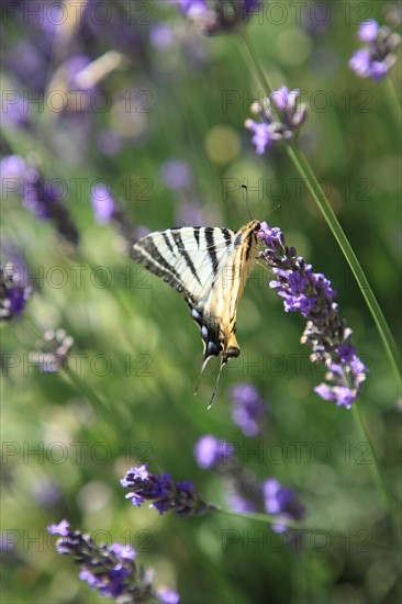 france, region midi pyrenees, tarn et garonne, varen, arnac, ferme de quyvie, sylvie et thierry bolmont, agriculture biologique, tomates, herbes aromatiques, alimentation, jardin, gite, colombier, fleurs de lavande et papillon,