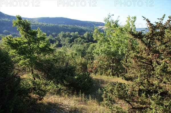 france, region midi pyrenees, tarn et garonne, varen, arnac, ferme de quyvie, sylvie et thierry bolmont, agriculture biologique, tomates, herbes aromatiques, alimentation, jardin, gite, colombier, causse, nature, herbes, vegetation,