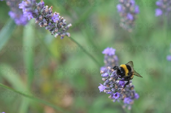 france, region midi pyrenees, tarn et garonne, varen, arnac, ferme de quyvie, sylvie et thierry bolmont, agriculture biologique, tomates, herbes aromatiques, alimentation, jardin, gite, colombier, lavande, abeille, butiner, bourdon,