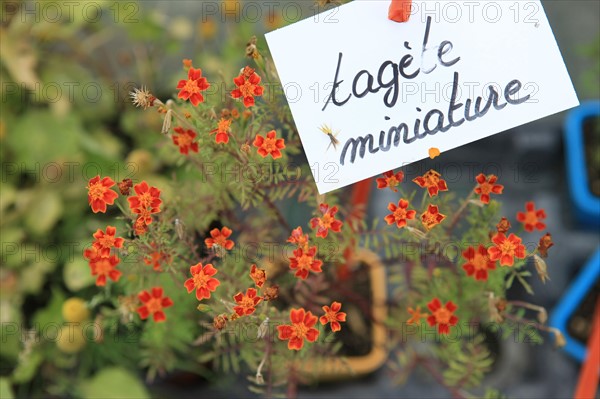 france, region midi pyrenees, tarn et garonne, varen, arnac, ferme de quyvie, sylvie et thierry bolmont, agriculture biologique, tomates, herbes aromatiques, alimentation, jardin, gite, colombier, tagete miniature,