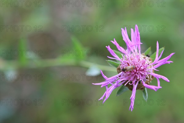 france, region midi pyrenees, tarn et garonne, varen, arnac, ferme de quyvie, sylvie et thierry bolmont, agriculture biologique, herbes aromatiques, alimentation, jardin, gite, colombier, causse, vegetation, insecte, fleur bleue,