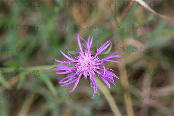 france, region midi pyrenees, tarn et garonne, varen, arnac, ferme de quyvie, sylvie et thierry bolmont, agriculture biologique, herbes aromatiques, alimentation, jardin, gite, colombier, causse, vegetation, fleur bleue,