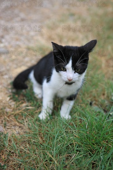 france, region midi pyrenees, tarn et garonne, varen, arnac, ferme de quyvie, sylvie et thierry bolmont, agriculture biologique, petit chaton,