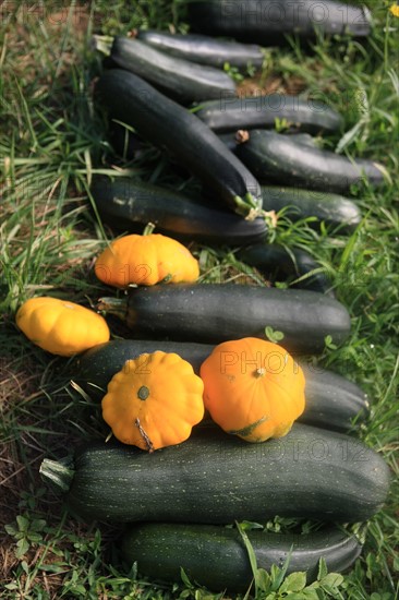 france, region midi pyrenees, tarn et garonne, varen, arnac, ferme de quyvie, sylvie et thierry bolmont, agriculture biologique, tomates, herbes aromatiques, alimentation, jardin, gite, colombier, courgettes et patissons,