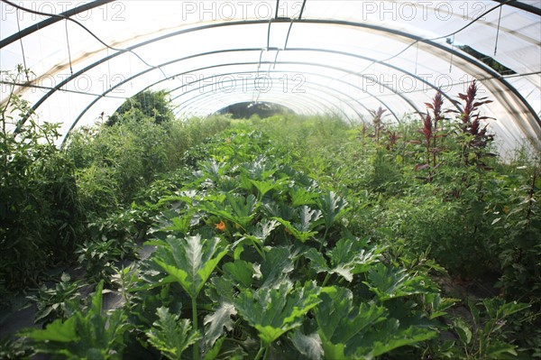 france, region midi pyrenees, tarn et garonne, varen, arnac, ferme de quyvie, sylvie et thierry bolmont, agriculture biologique, tomates, herbes aromatiques, alimentation, jardin, gite, colombier, courgettes, serre,