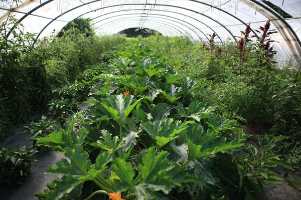 france, region midi pyrenees, tarn et garonne, varen, arnac, ferme de quyvie, sylvie et thierry bolmont, agriculture biologique, tomates, herbes aromatiques, alimentation, jardin, gite, colombier, courgettes, serre,