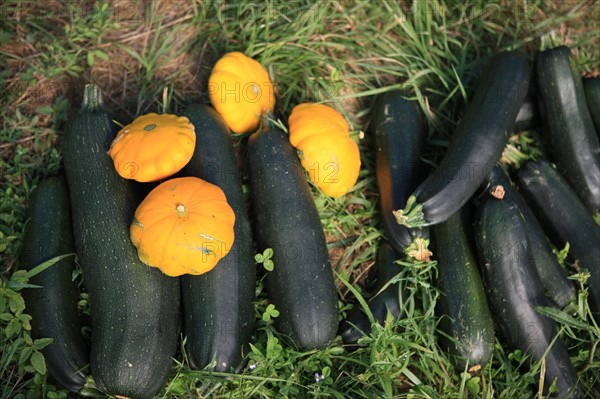 france, region midi pyrenees, tarn et garonne, varen, arnac, ferme de quyvie, sylvie et thierry bolmont, agriculture biologique, tomates, herbes aromatiques, alimentation, jardin, gite, colombier, courgettes et patissons,