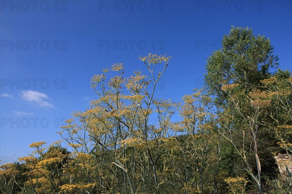 France, Arnac