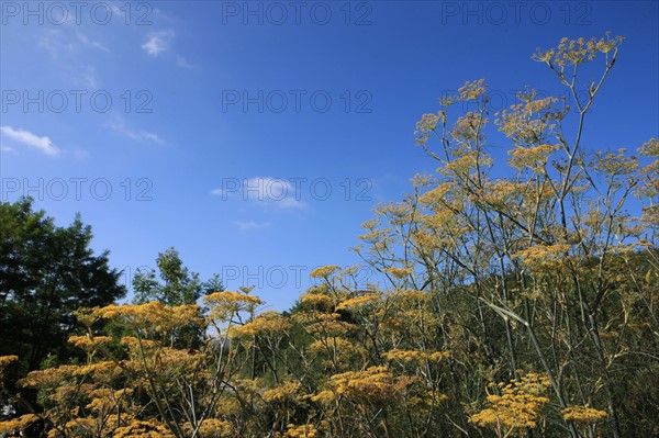 France, Arnac