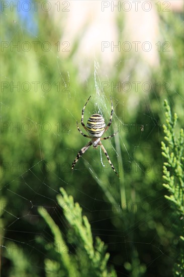 france, region midi pyrenees, tarn et garonne, varen, arnac, ferme de quyvie, sylvie et thierry bolmont, agriculture biologique, tomates, herbes aromatiques, alimentation, jardin, gite, colombier, ancien pigeonnier reconverti en hebergement saisonnier, araignee, epeire diademe, toile d'araignee,