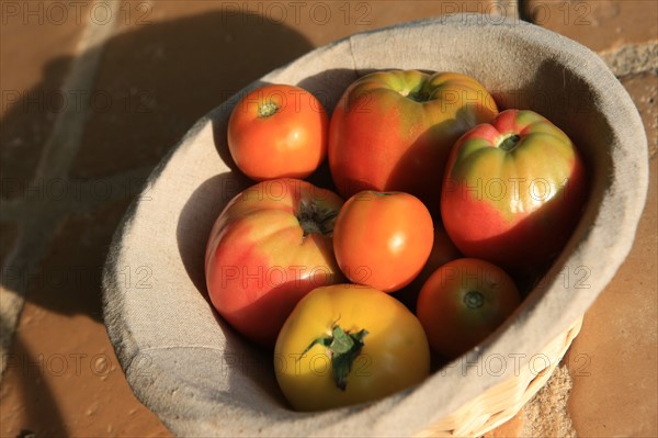 france, region midi pyrenees, tarn et garonne, varen, arnac, ferme de quyvie, sylvie et thierry bolmont, agriculture biologique, tomates, herbes aromatiques, alimentation, jardin, gite, colombier, ancien pigeonnier reconverti en hebergement saisonnier, tomates,