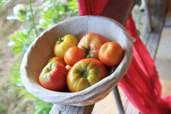 france, region midi pyrenees, tarn et garonne, varen, arnac, ferme de quyvie, sylvie et thierry bolmont, agriculture biologique, tomates, herbes aromatiques, alimentation, jardin, gite, colombier, ancien pigeonnier reconverti en hebergement saisonnier, tomates,