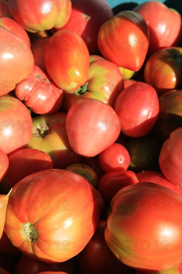 france, region midi pyrenees, tarn et garonne, varen, arnac, ferme de quyvie, sylvie et thierry bolmont, agriculture biologique, tomates, herbes aromatiques, alimentation, jardin, gite, colombier, tomates,