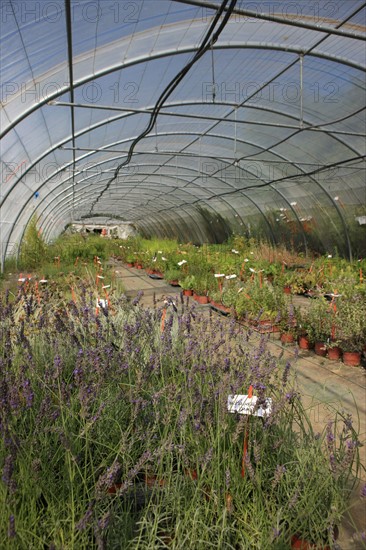 france, region midi pyrenees, tarn et garonne, varen, arnac, ferme de quyvie, sylvie et thierry bolmont, agriculture biologique, tomates, herbes aromatiques, alimentation, jardin, gite, colombier,