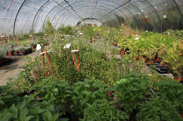 france, region midi pyrenees, tarn et garonne, varen, arnac, ferme de quyvie, sylvie et thierry bolmont, agriculture biologique, tomates, herbes aromatiques, alimentation, jardin, gite, colombier,