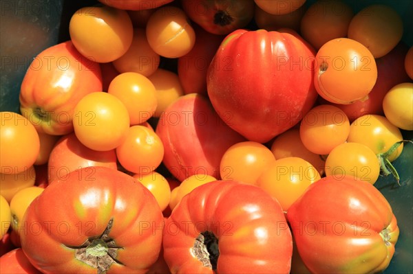 france, region midi pyrenees, tarn et garonne, varen, arnac, ferme de quyvie, sylvie et thierry bolmont, agriculture biologique, tomates, herbes aromatiques, alimentation, jardin, gite, colombier, tomates,