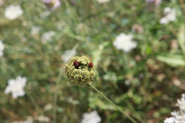 france, region midi pyrenees, tarn et garonne, varen, arnac, ferme de quyvie, sylvie et thierry bolmont, agriculture biologique, tomates, herbes aromatiques, alimentation, jardin, gite, colombier, herbes folles et insectes,