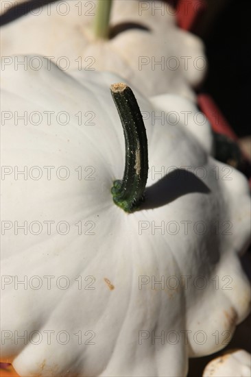 france, region midi pyrenees, tarn et garonne, varen, arnac, ferme de quyvie, sylvie et thierry bolmont, agriculture biologique, tomates, herbes aromatiques, alimentation, jardin, gite, colombier, patissons,