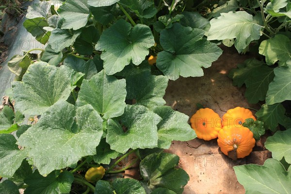 france, region midi pyrenees, tarn et garonne, varen, arnac, ferme de quyvie, sylvie et thierry bolmont, agriculture biologique, tomates, herbes aromatiques, alimentation, jardin, gite, colombier, patissons,