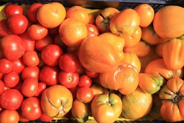 france, region midi pyrenees, tarn et garonne, varen, arnac, ferme de quyvie, sylvie et thierry bolmont, agriculture biologique, tomates, herbes aromatiques, alimentation, jardin, gite, colombier,