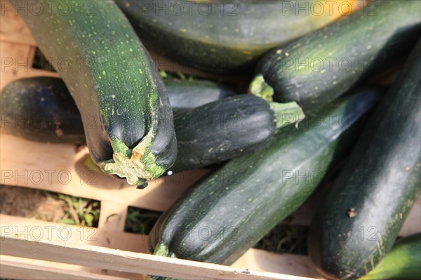 france, region midi pyrenees, tarn et garonne, varen, arnac, ferme de quyvie, sylvie et thierry bolmont, agriculture biologique, tomates, herbes aromatiques, alimentation, jardin, gite, colombier, courgettes,