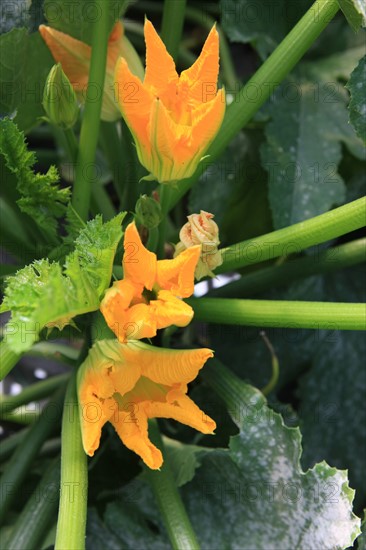 france, region midi pyrenees, tarn et garonne, varen, arnac, ferme de quyvie, sylvie et thierry bolmont, agriculture biologique, tomates, herbes aromatiques, alimentation, jardin, gite, colombier, fleur de courgette,