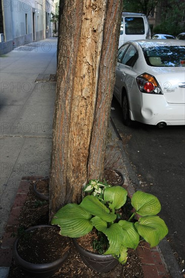 usa, etat de New York, New York City, Manhattan, Chelsea, pot de fleurs au pied d'un arbre,