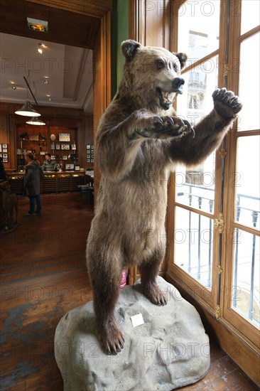 France, ile de france, paris 7e arrondissement, 46 rue du bac, boutique deyrolle, taxidermie, animaux naturalises, fauves, faune, 
Date : 2011-2012