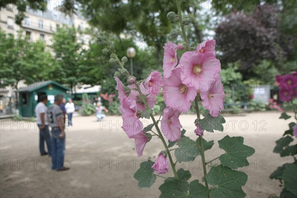 France, ile de france, paris, 17e arrondissement, square des batignolles, roses tremieres, 
Date : 2011-2012