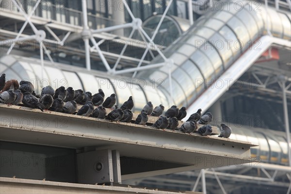 France, ile de france, paris 4 arrondissement, beaubourg, centre pompidou, architectes renzo piano et richard rogers, facade, chenille, pigeons sur l'espace brancusi.
Date : 2011-2012