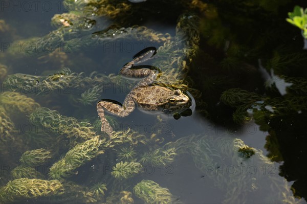 France, ile de france, paris 5e arrondissement, jardin des plantes, bassin, grenouille, reproduction, batraciens.
Date : 2011-2012