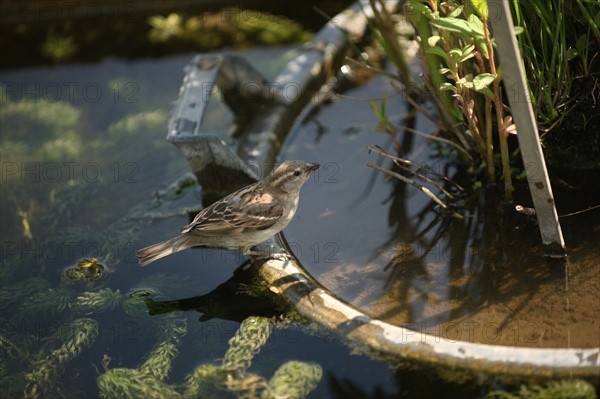 France, ile de france, paris 5e arrondissement, jardin des plantes, petit oiseau.
Date : 2011-2012