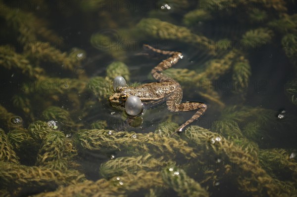 France, ile de france, paris 5e arrondissement, jardin des plantes, bassin, grenouille, reproduction, batraciens.
Date : 2011-2012