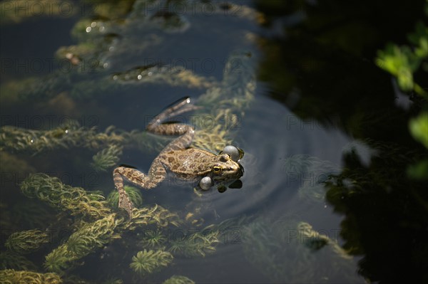 France, ile de france, paris 5e arrondissement, jardin des plantes, bassin, grenouille, reproduction, batraciens.
Date : 2011-2012