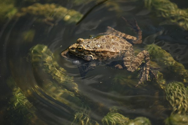 France, ile de france, paris 5e arrondissement, jardin des plantes, bassin, grenouille, reproduction, batraciens.
Date : 2011-2012