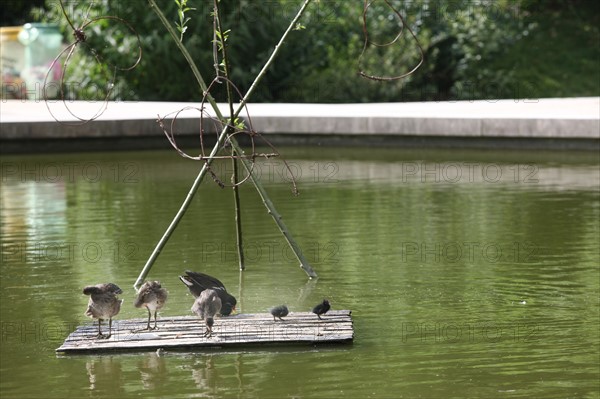 France, ile de france, paris, 12e arrondissement, bercy, parc de bercy, plan d'eau et oiseaux, roseaux

Date : 2011-2012