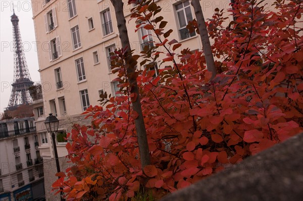 france, region ile de france, paris, 16e arrondissement, avenue du president wilson, l'arbre et la ville, matin,  automne, tour eiffel,