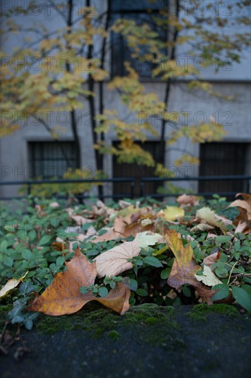 france, region ile de france, paris 16e arrondissement, avenue du president wilson, trottoir, feuilles mortes, matin,