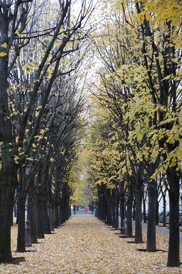 france, region ile de france, paris 7e arrondissement, rue de l'universite, esplanade des invalides, feuilles tombant des arbres, automne, feuilles jaunes,