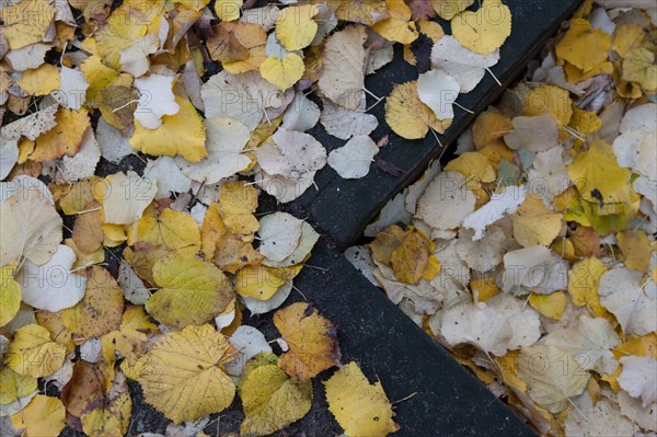 france, region ile de france, paris 7e arrondissement, rue de l'universite, esplanade des invalides, feuilles tombant des arbres, automne, feuilles jaunes,