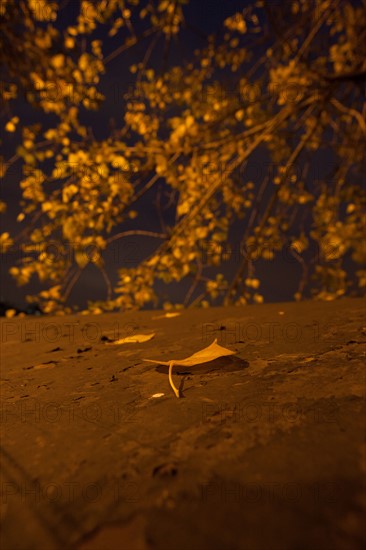 france, ile de france, paris,6e arrondissement, quai de conti, peniches, seine, velo, nuit, matin,