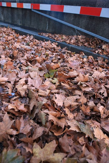 france, region ile de france, paris 7e arrondissement, quai d'orsay, feuilles mortes, automne, voie sur berge,