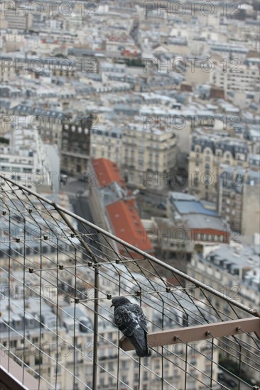 France, ile de france, paris 7e arrondissement, tour eiffel, interieur du monument concu par gustave eiffel, depuis le premier etage, panorama, pigeon,